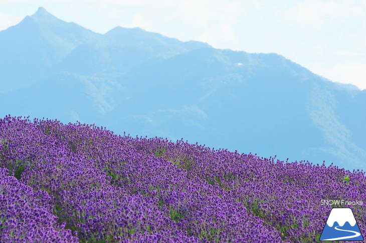 カメラを片手に夏の中富良野～上富良野・ラベンダー花畑巡り☆